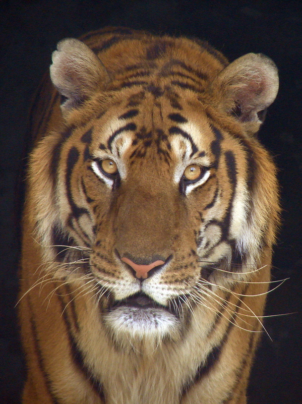 South China Tiger / Panthera tigris amoyensis (male)