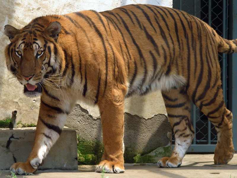 South China Tiger / Panthera tigris amoyensis (male)