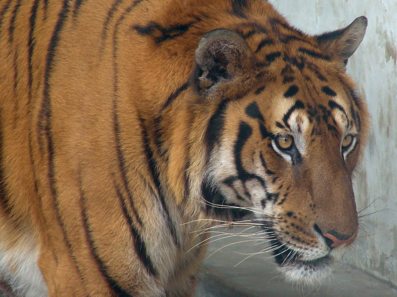 South China Tiger / Panthera tigris amoyensis (male)