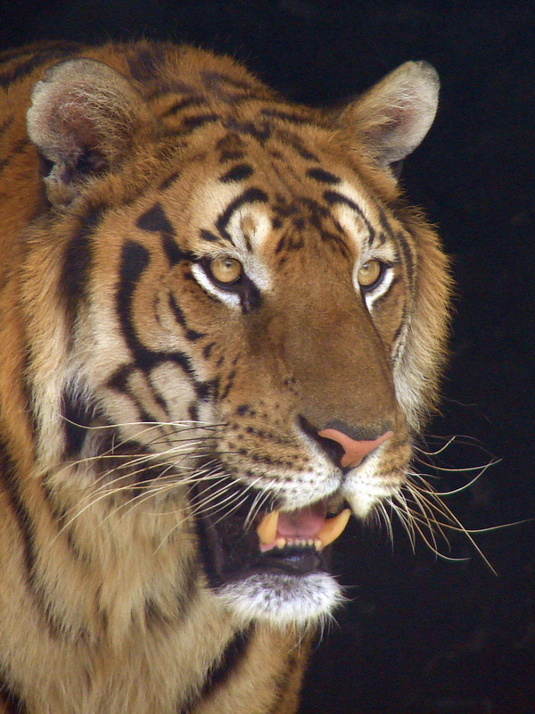 South China Tiger / Panthera tigris amoyensis (male)