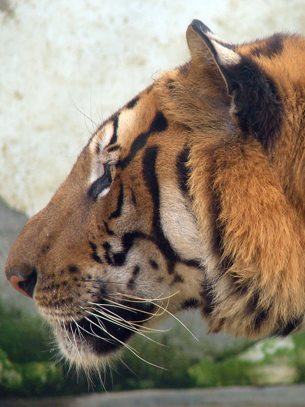 South China Tiger / Panthera tigris amoyensis (male)