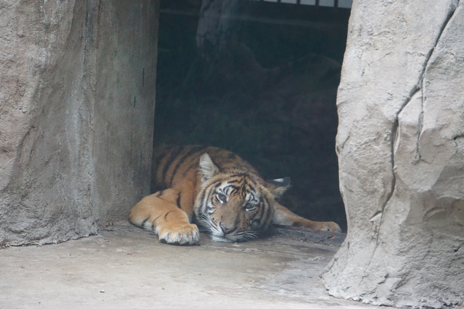 South china tiger (Panthera tigris amoyensis)