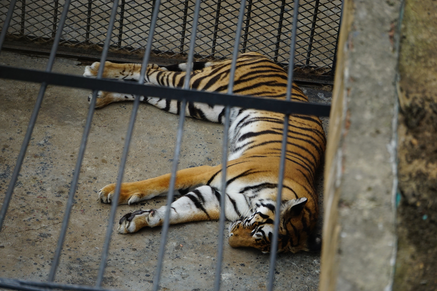 South china tiger (Panthera tigris amoyensis)