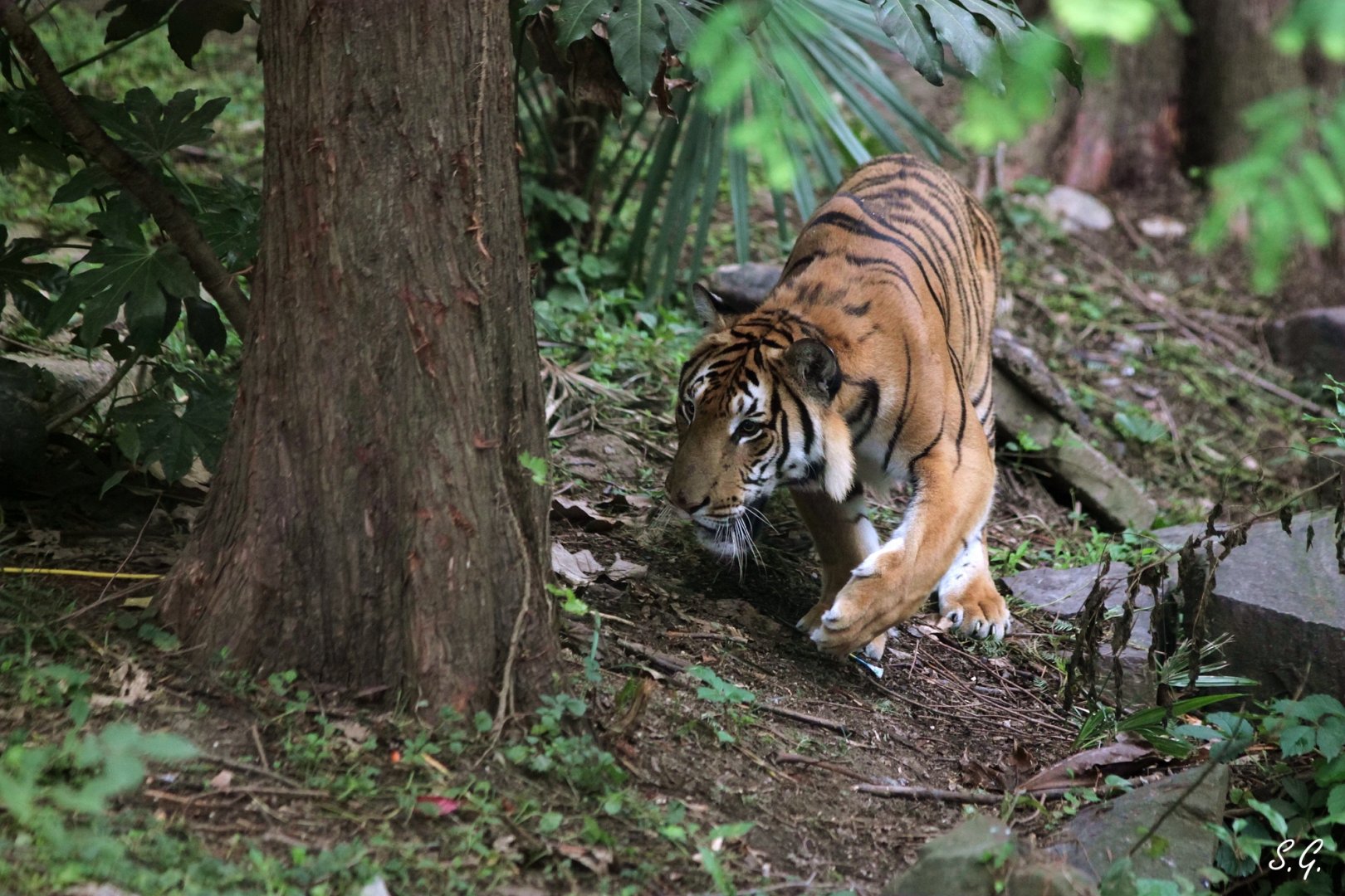 South China tiger prowling