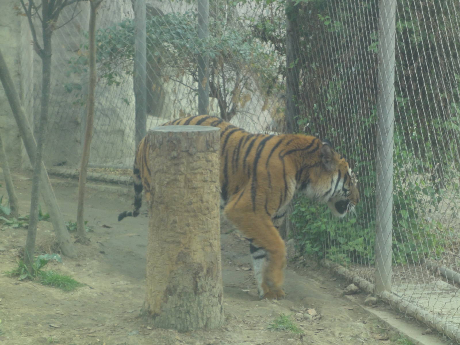 South China Tiger