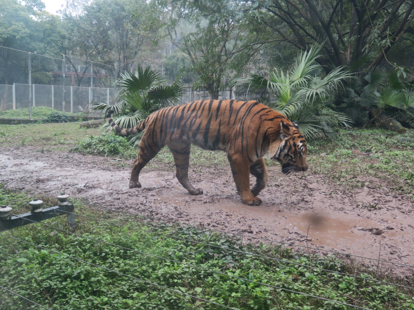 South China tiger