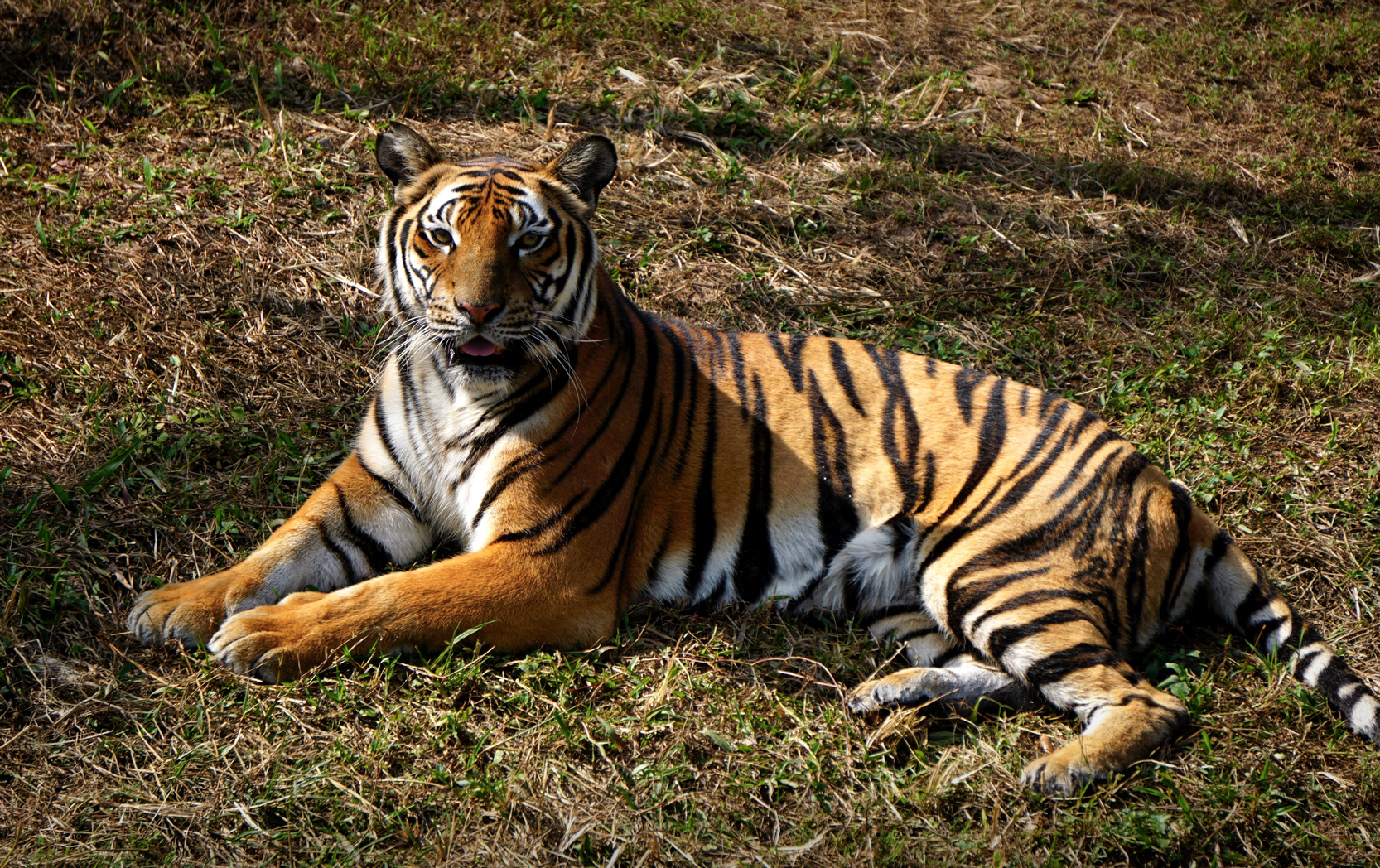 South China tiger