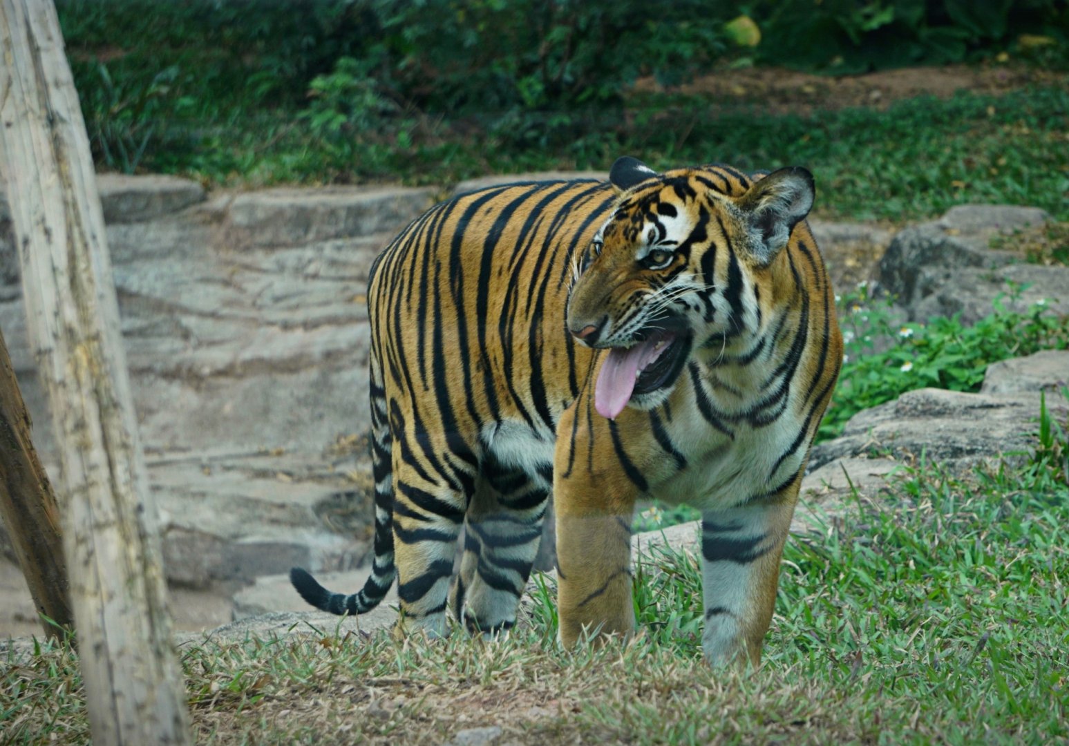 South China tiger