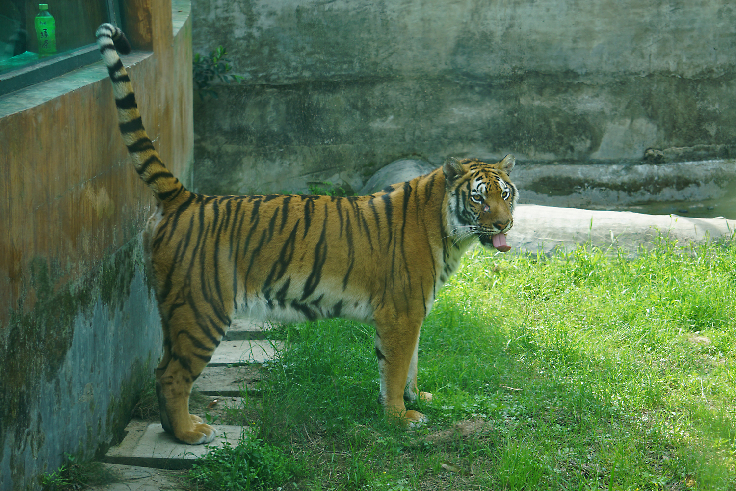 South china tiger