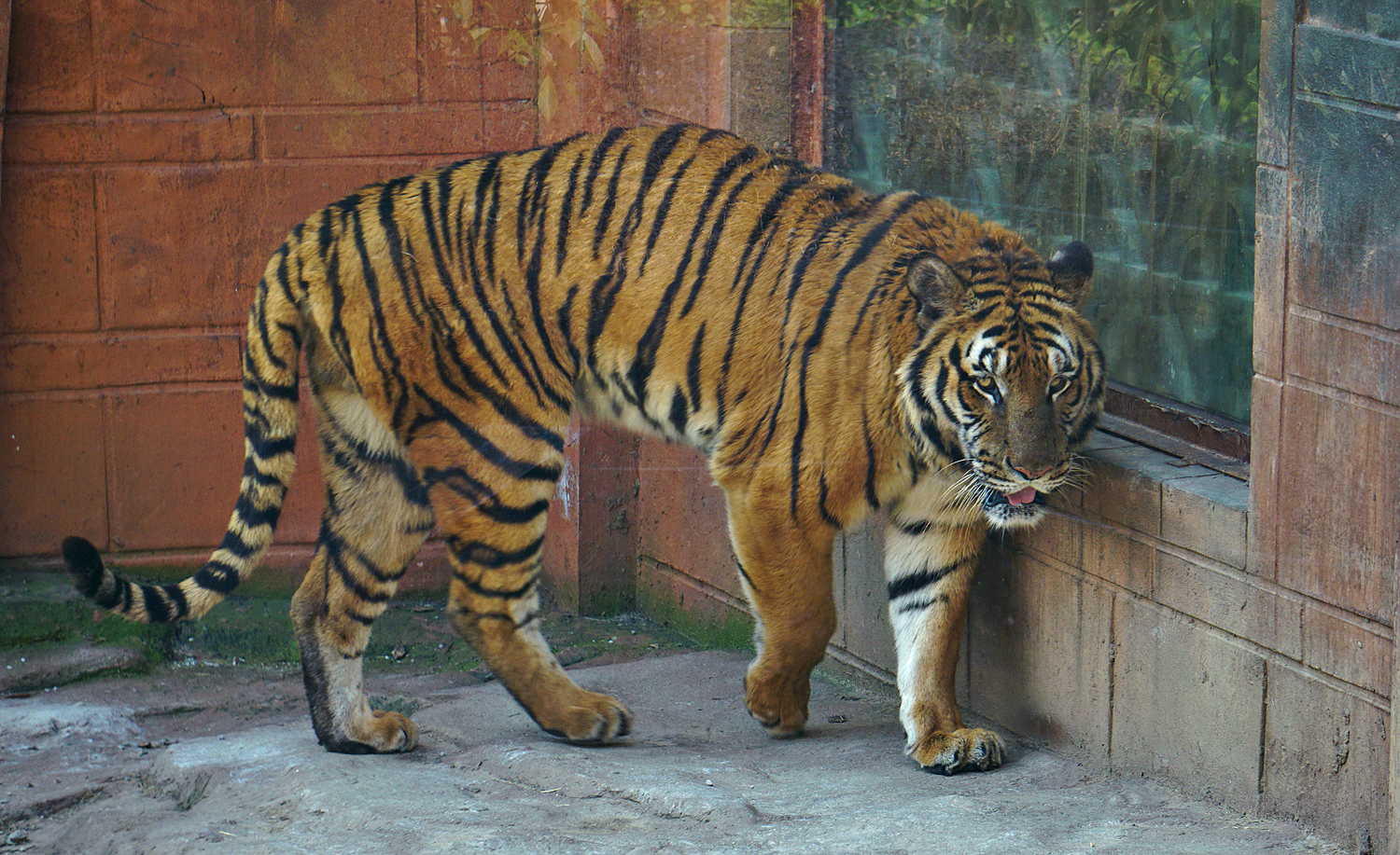 South china tiger