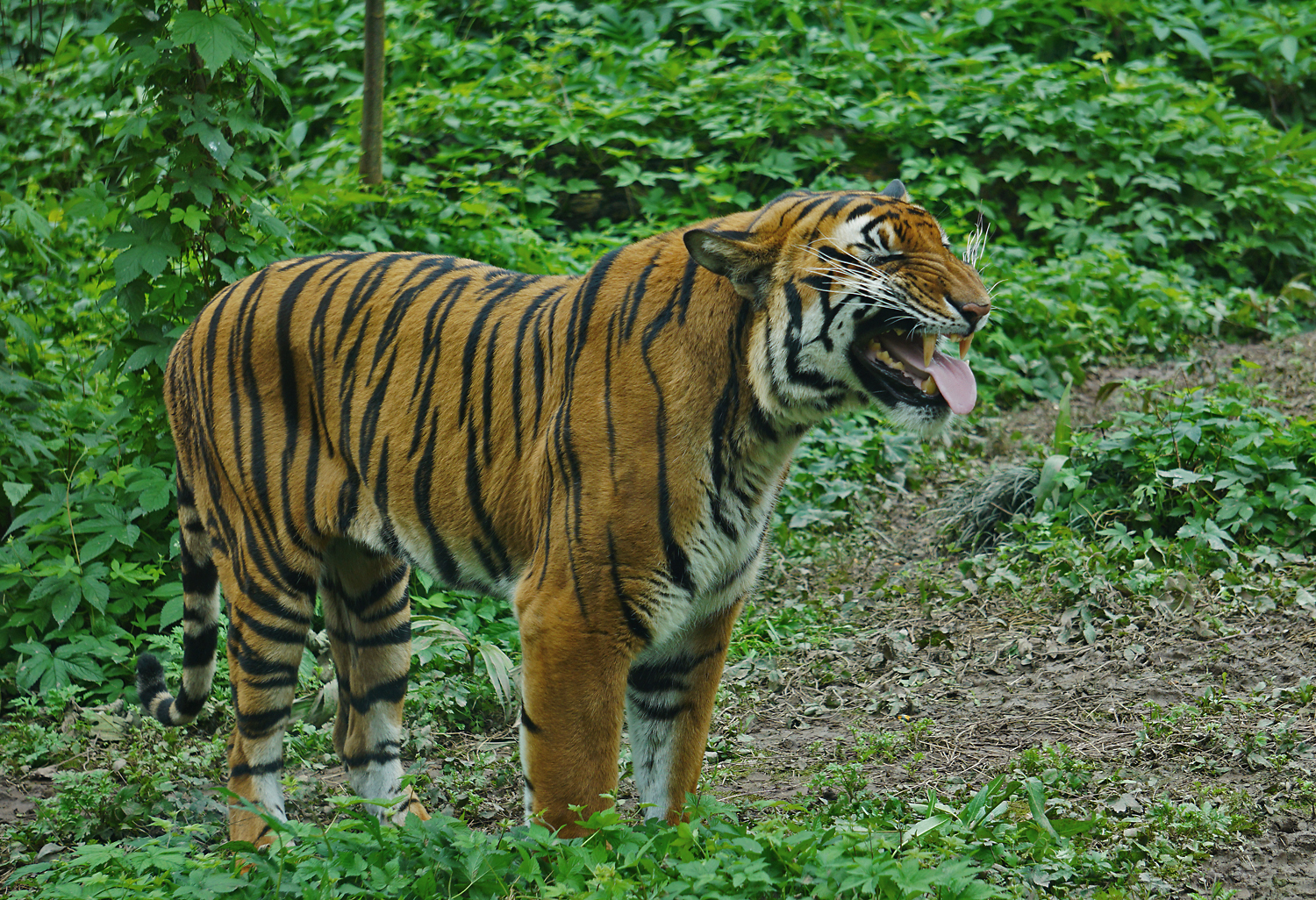 South china tiger