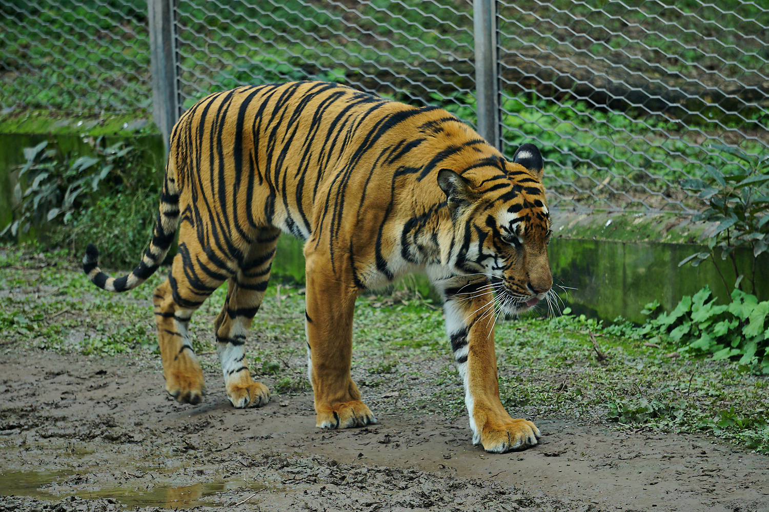 South china tiger
