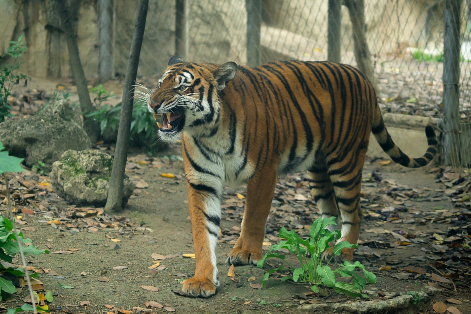 South China tiger