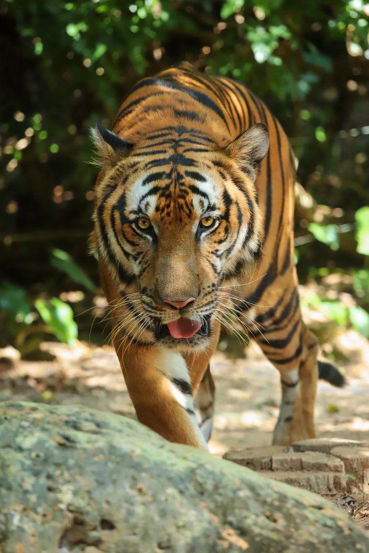 South China tiger
