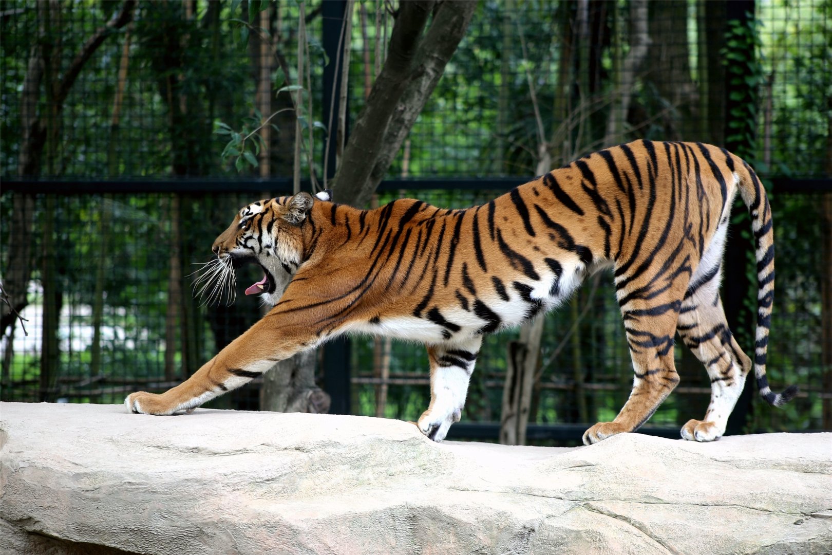 South China Tiger