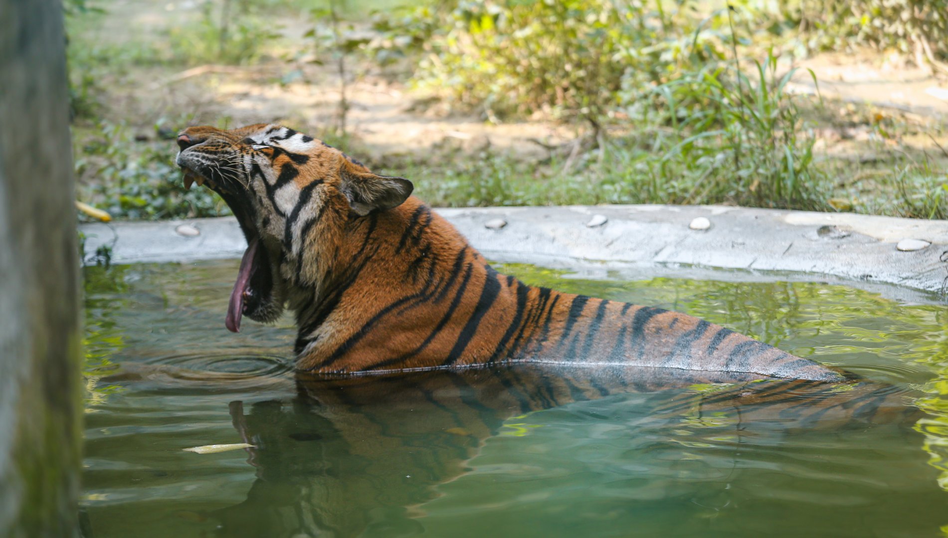 South China tiger