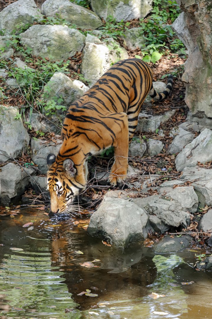 South China tiger