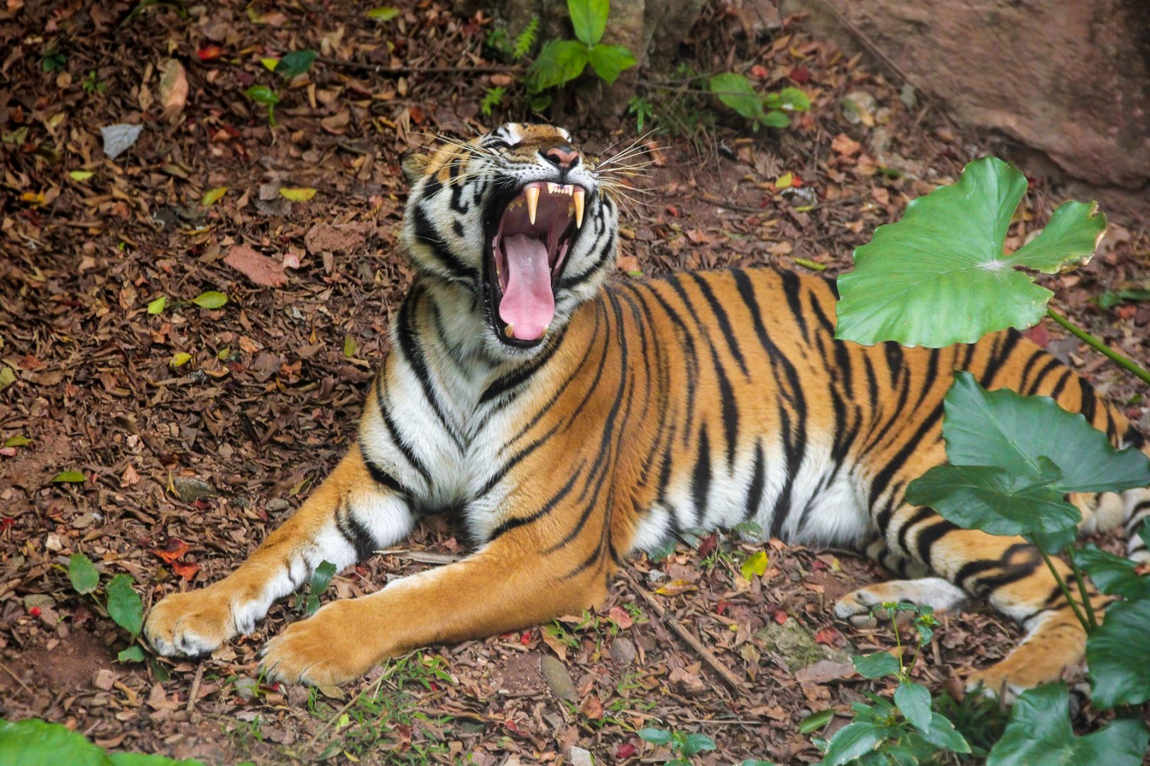 South China tiger