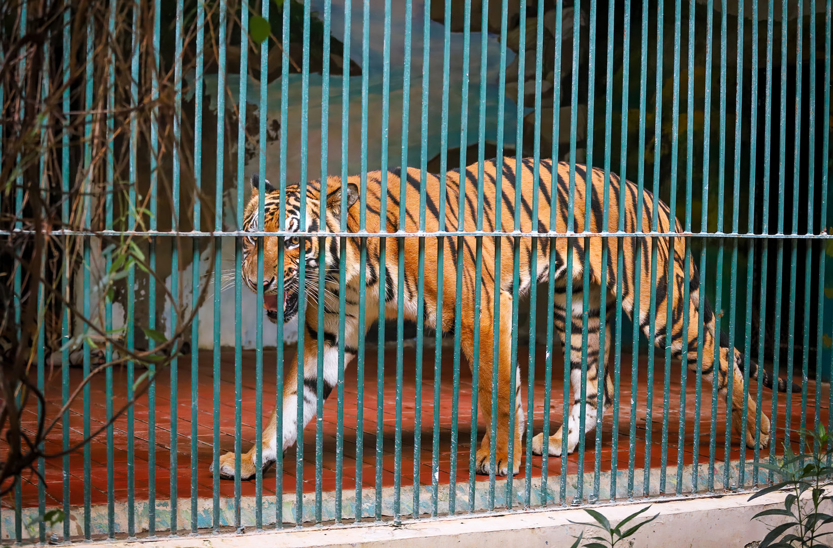 South China tiger
