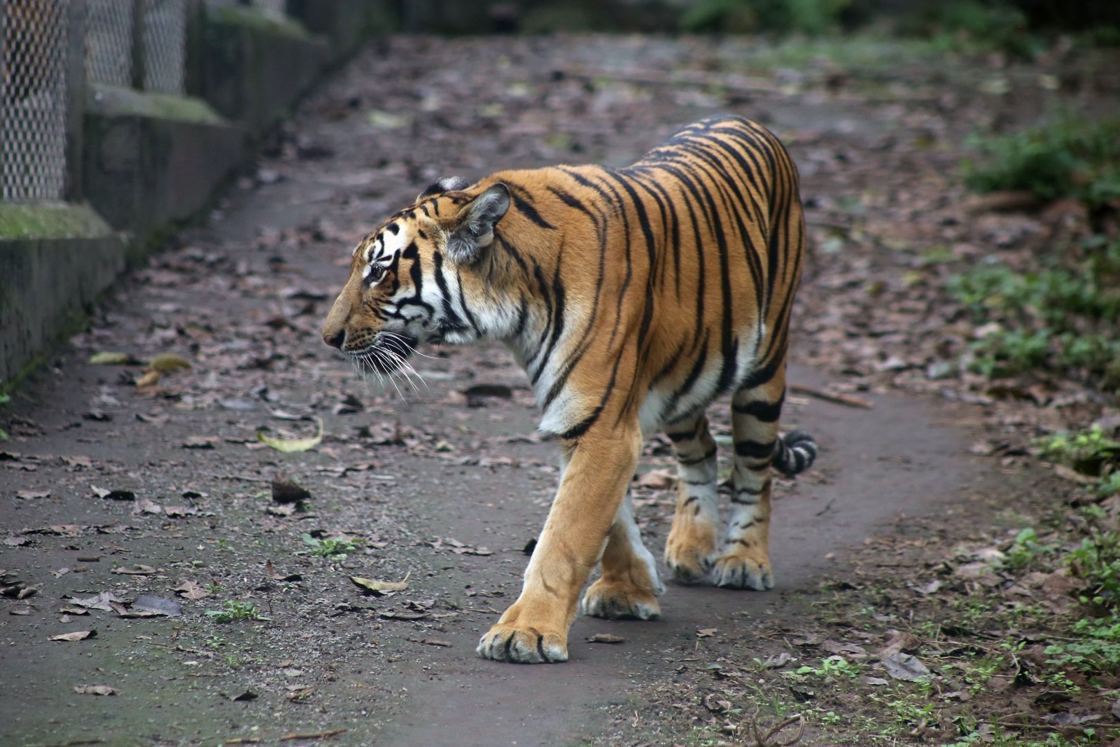 South China Tiger