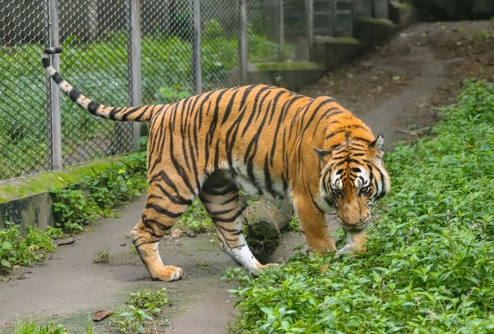 South China tiger
