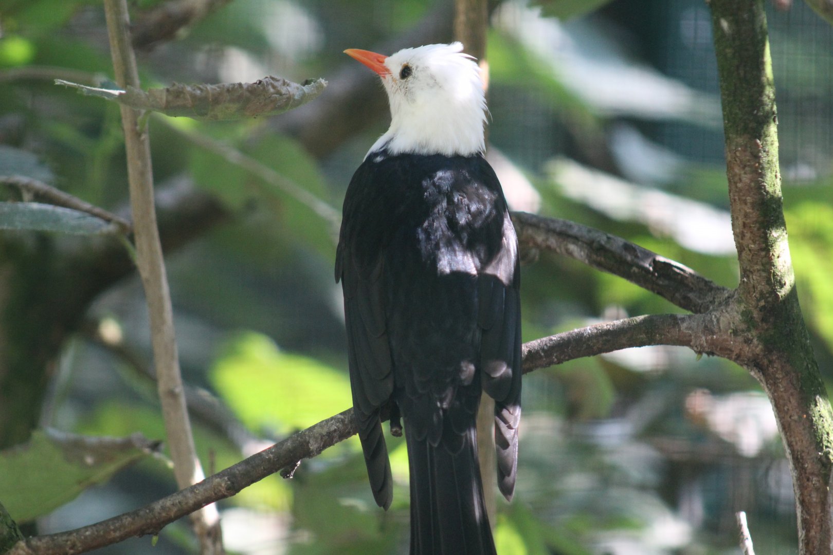 South Chinese Black Bulbul