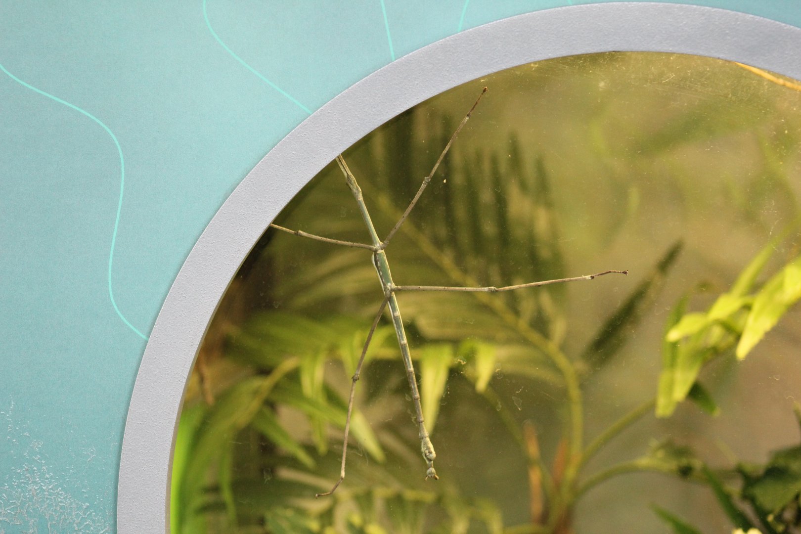 South Chinese Stick Insect