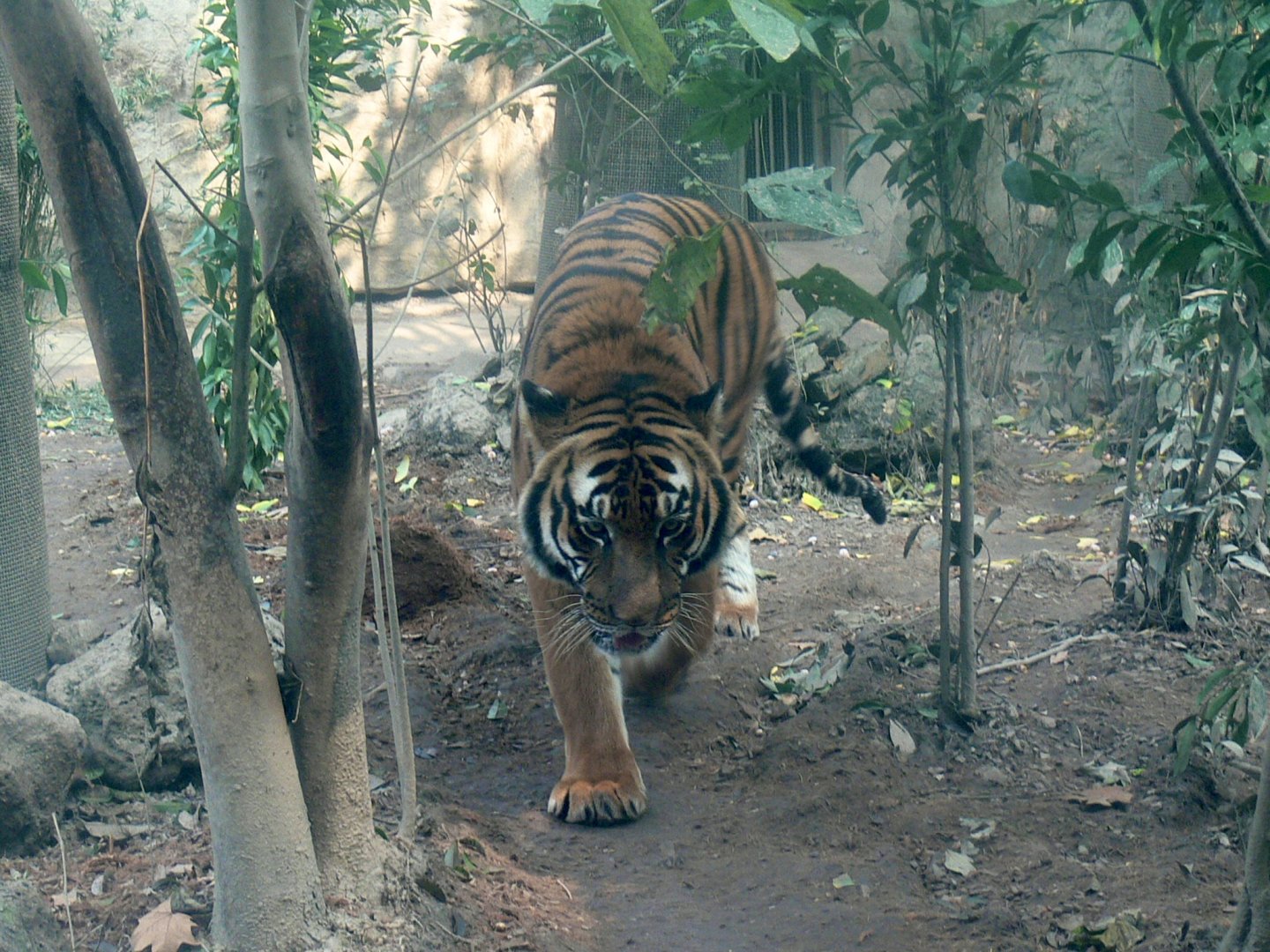 South Chinese Tiger-1