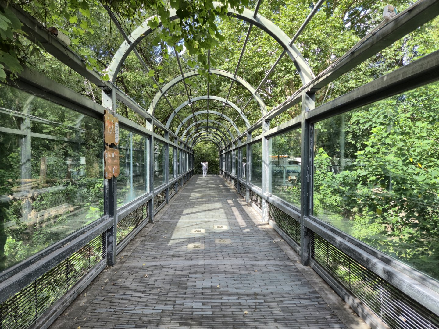 South Chinese Tiger Bridge between the two exhibits