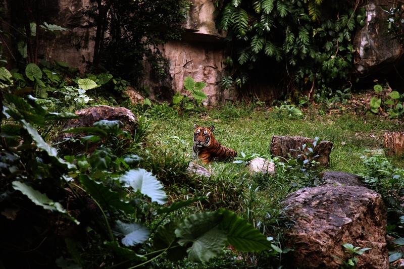 South Chinese tiger exhibit