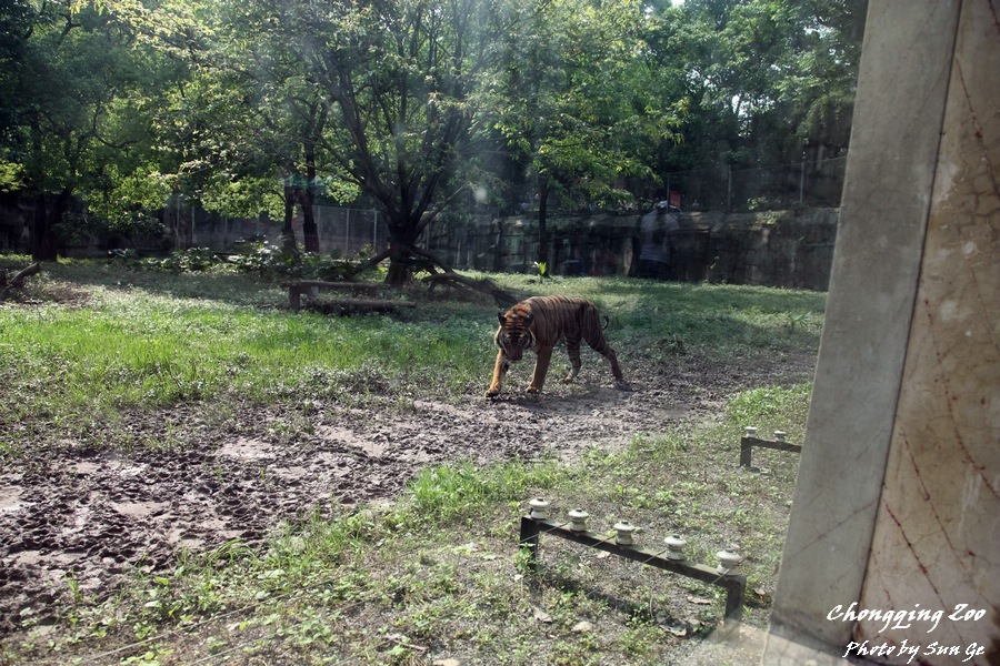 South Chinese Tiger Exhibit