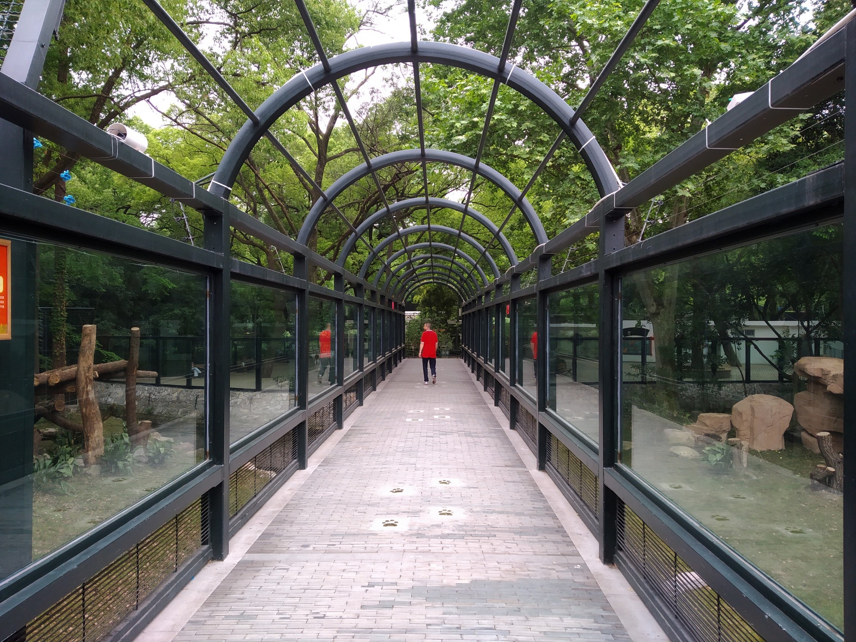 South Chinese Tiger Walkway