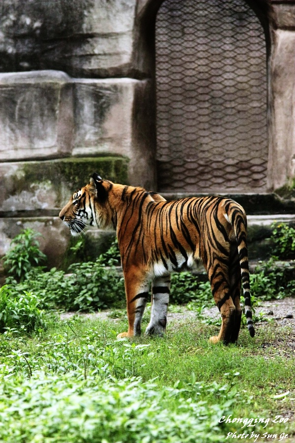 South Chinese Tiger
