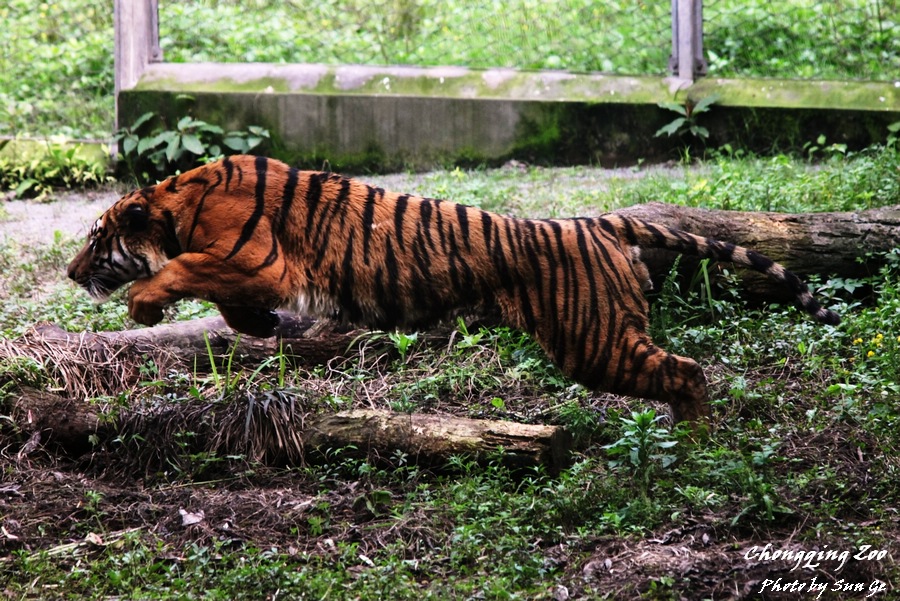 South Chinese tiger