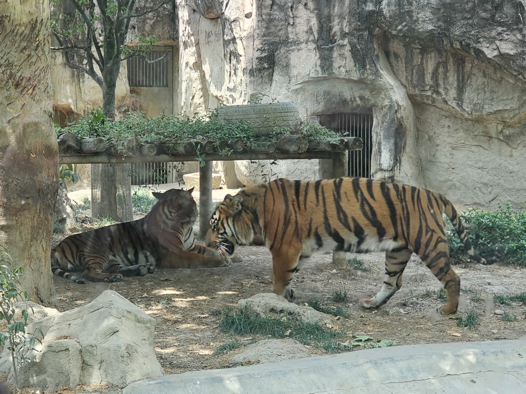 South Chinese Tigers, 05/2025