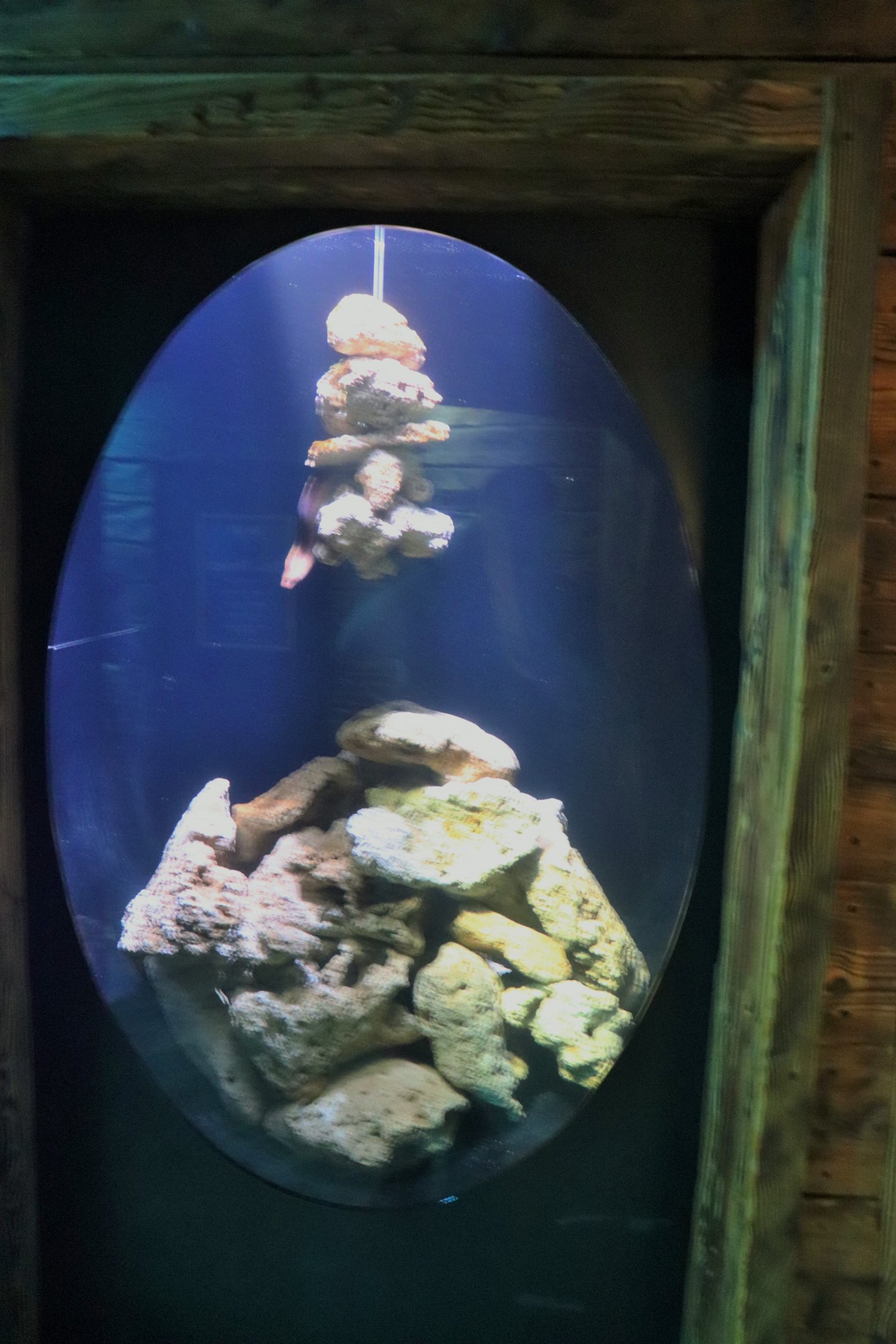 South Coast Shipwreck- Moray Eel Tank