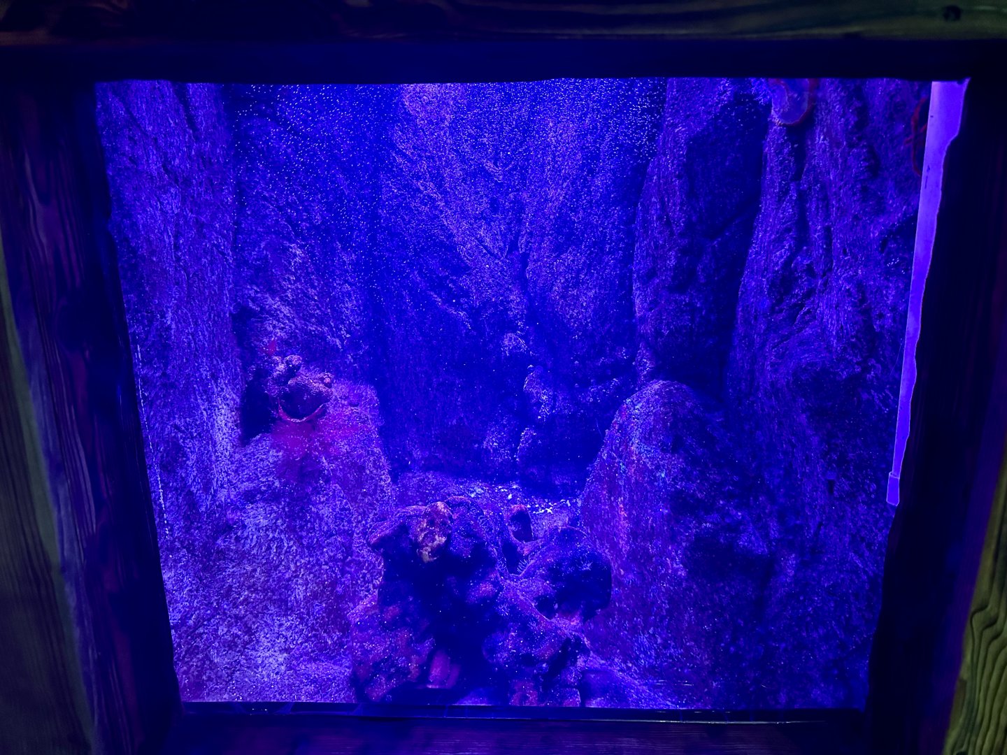 South Coast Shipwreck - Tank 1