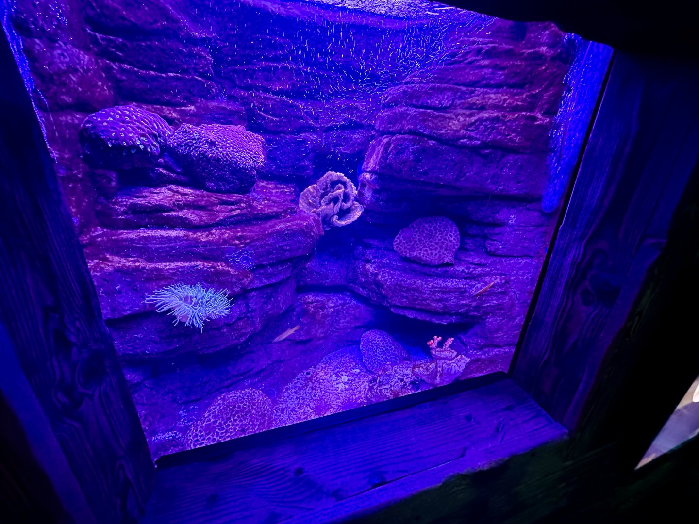 South Coast Shipwreck - Tank 2