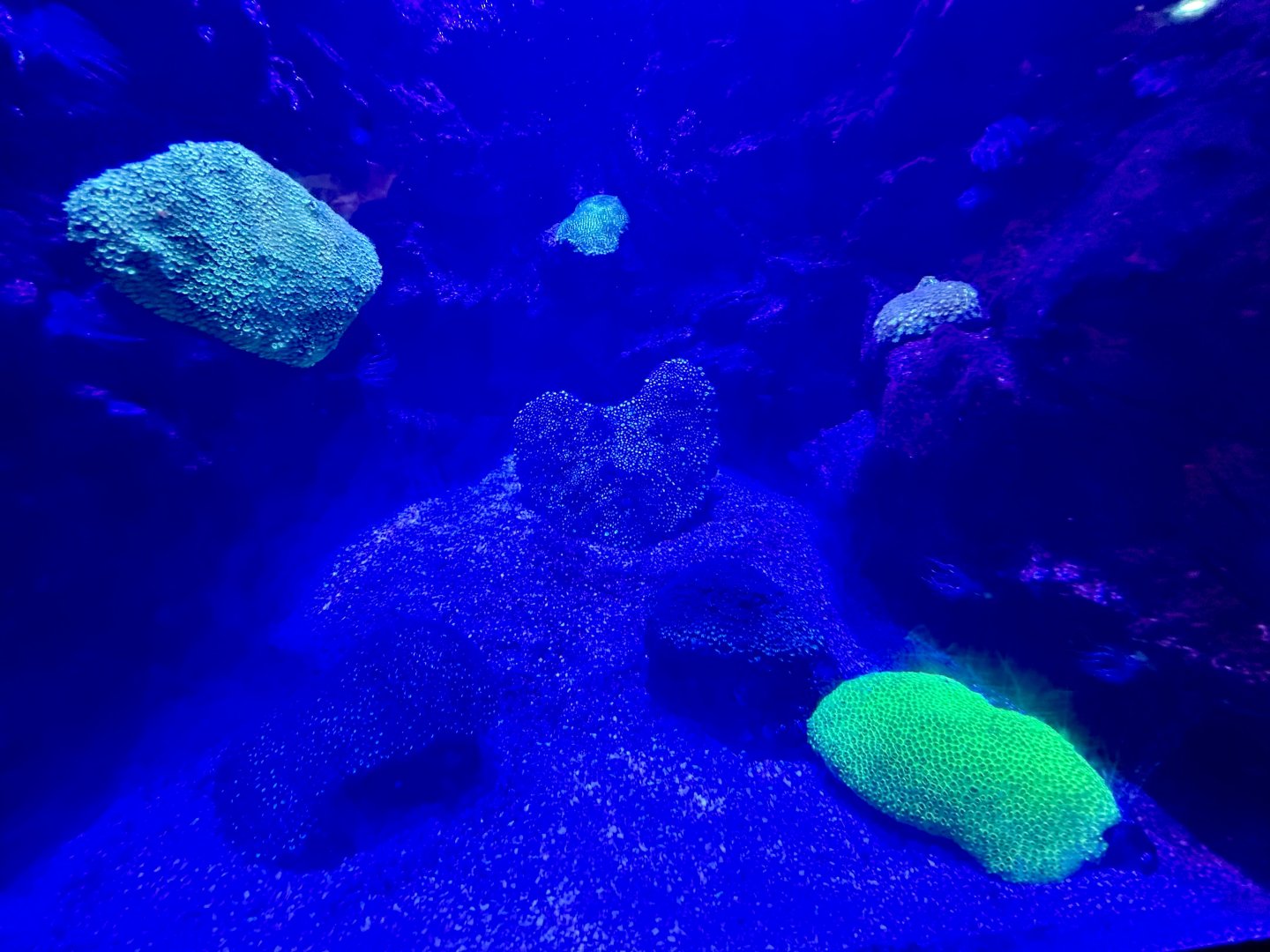 South Coast Shipwreck - Tank 3