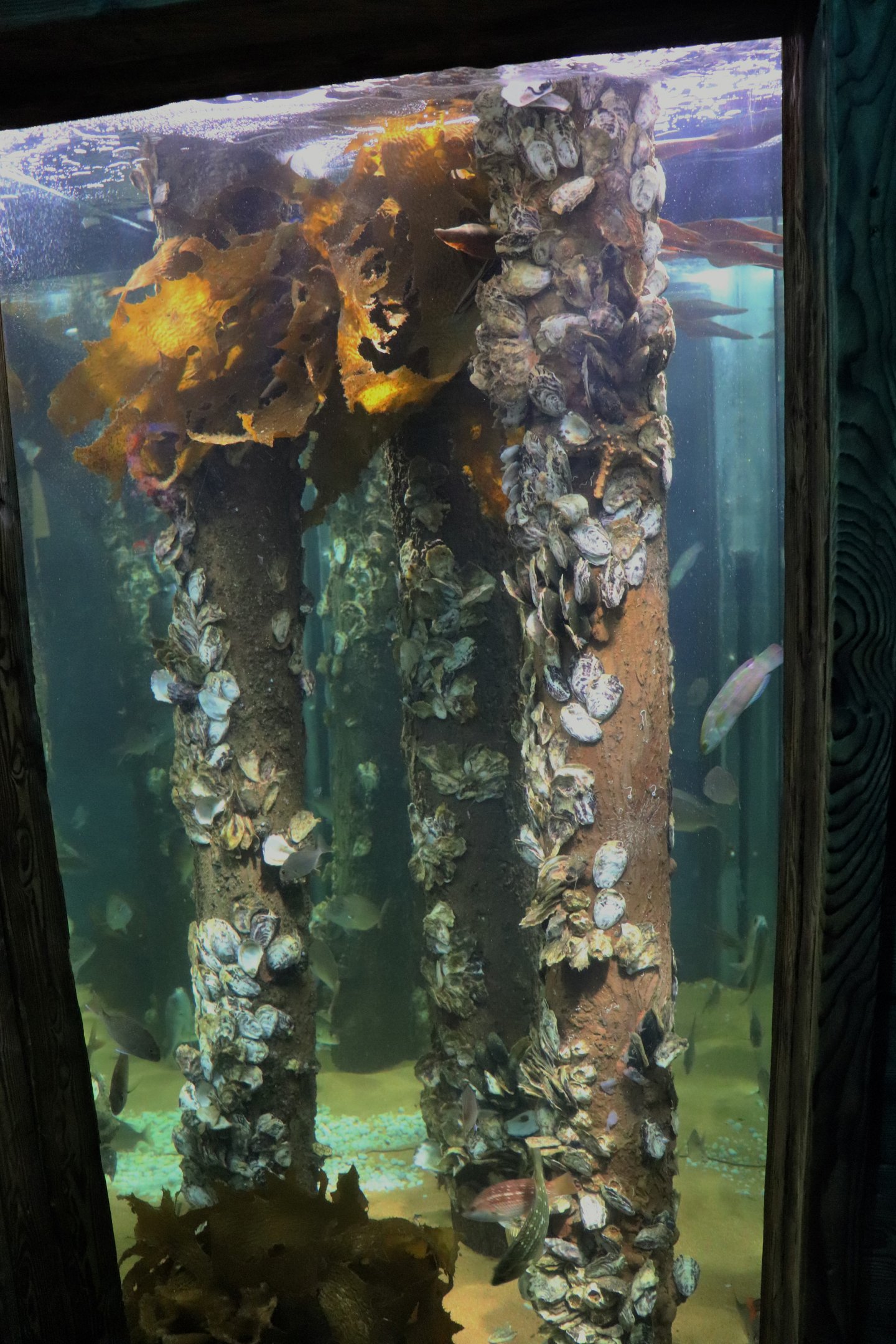 South Coast Shipwreck- Tank Example