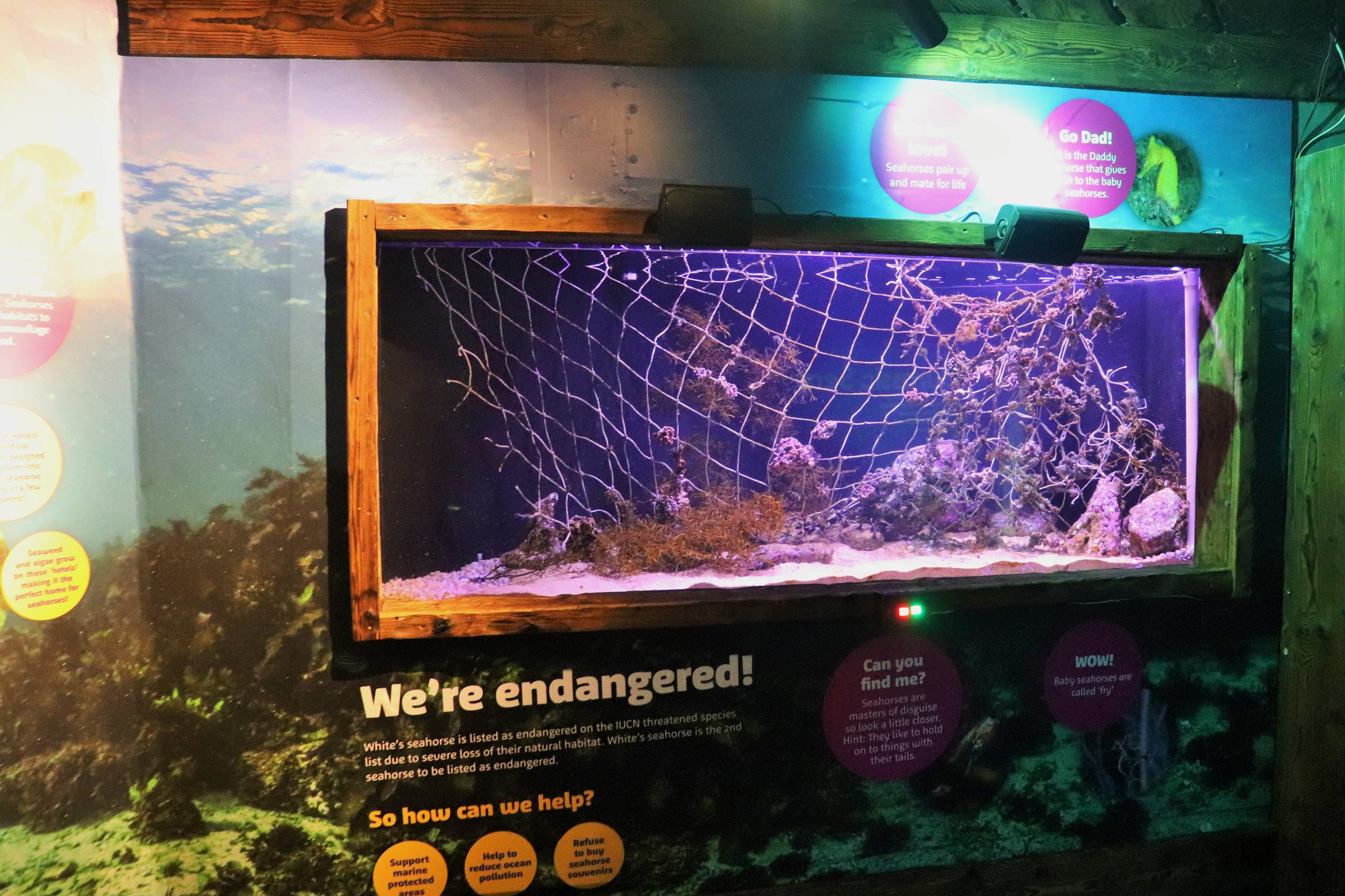 South Coast Shipwreck- White's Seahorse Tank