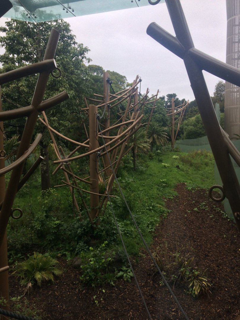 South East Asia Jungle Track Siamang Exhibit Sideview
