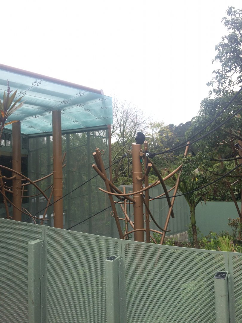 South East Asia Jungle Track Siamang Exhibit