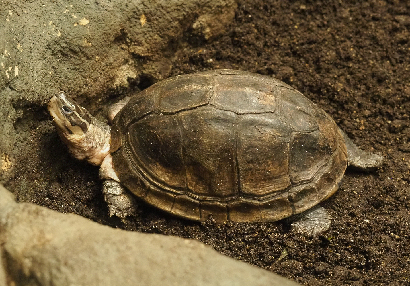 South-east Asian box turtle (Cuora amboinensis), 2020-09-20