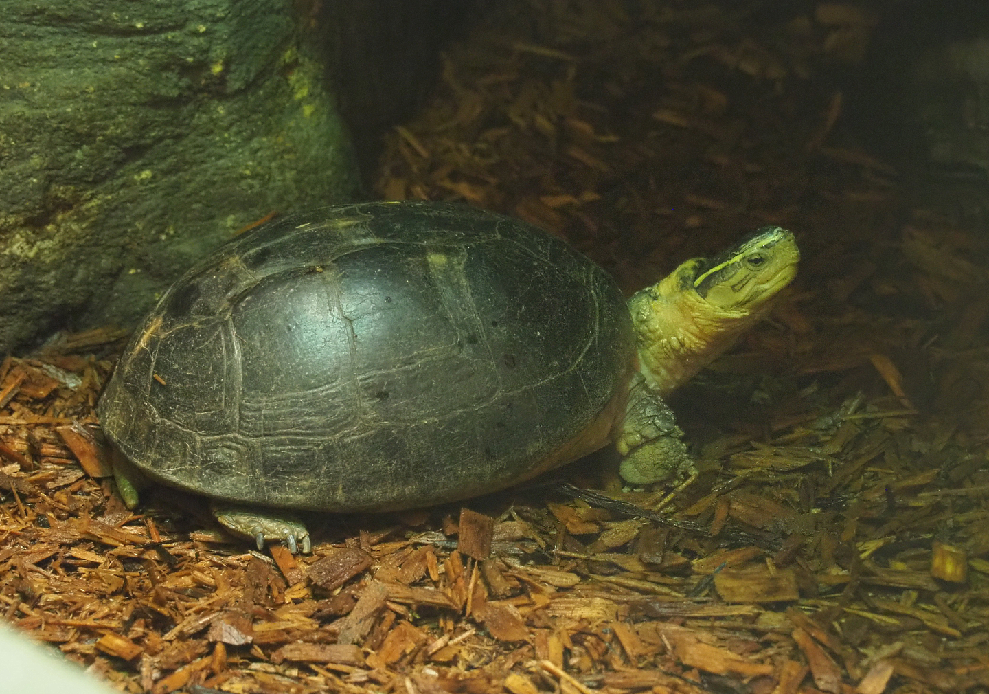 South-east Asian box turtle (Cuora amboinensis), 2022-05-26