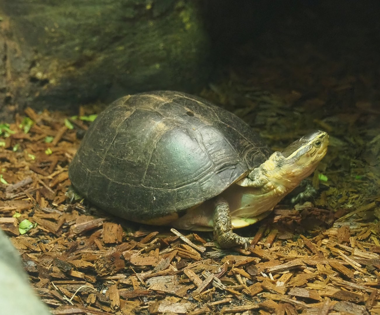 South-east Asian box turtle (Cuora amboinensis), 2023-07-02