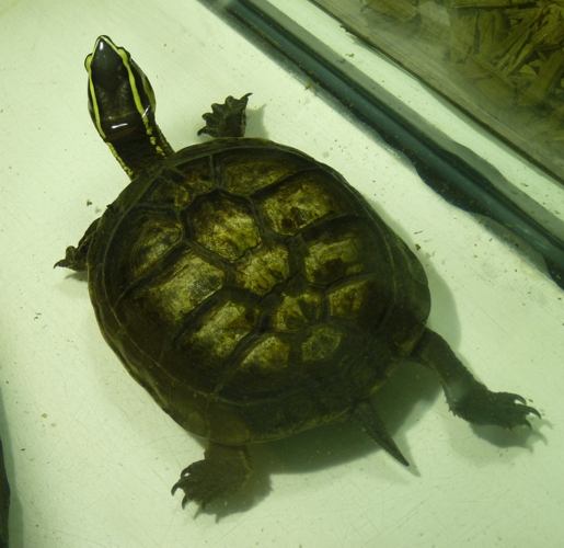 South-east Asian box turtle (Cuora amboinensis)