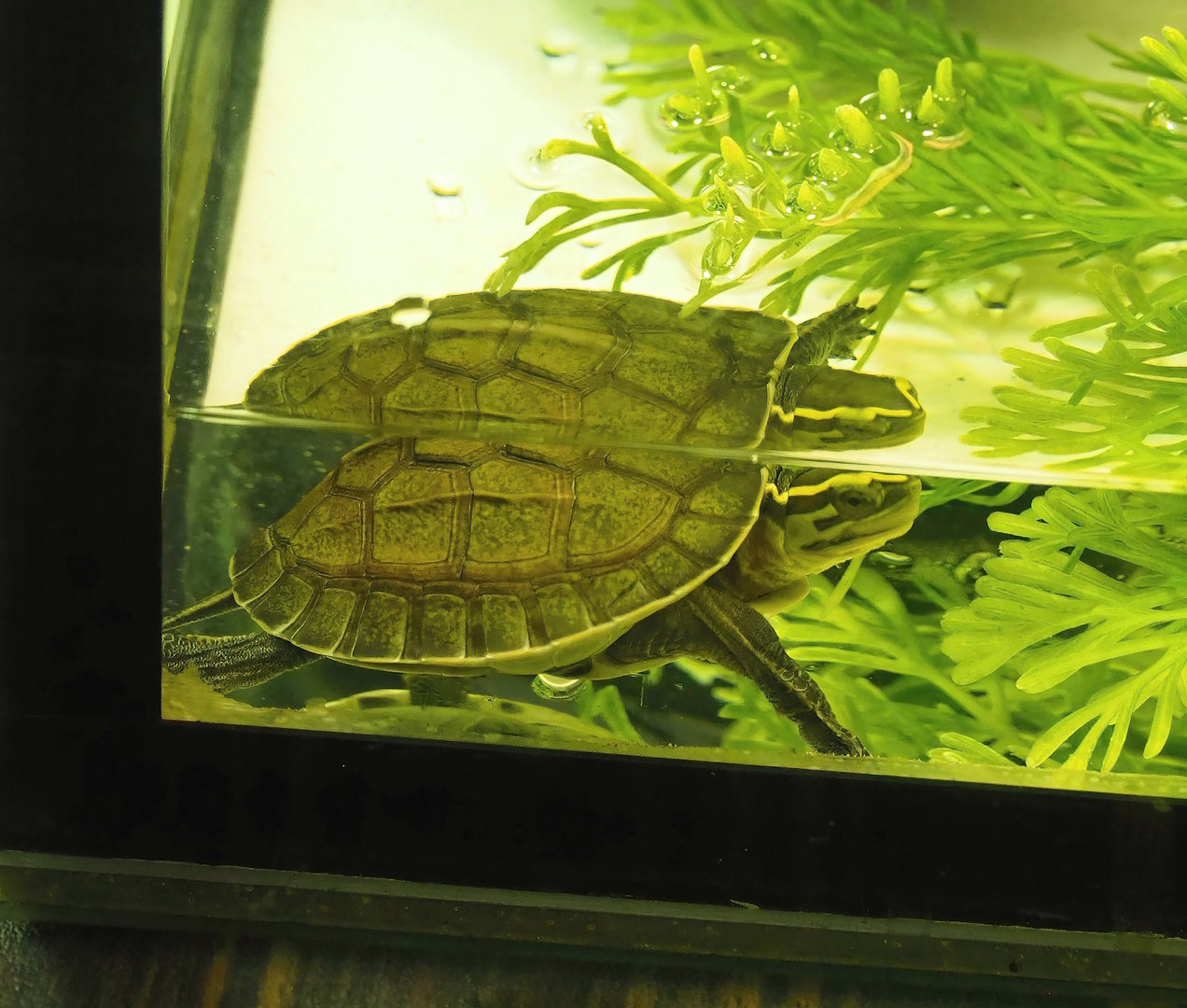 South-East Asian box turtle juvenile (Cuora amboinensis) 2022-10-29