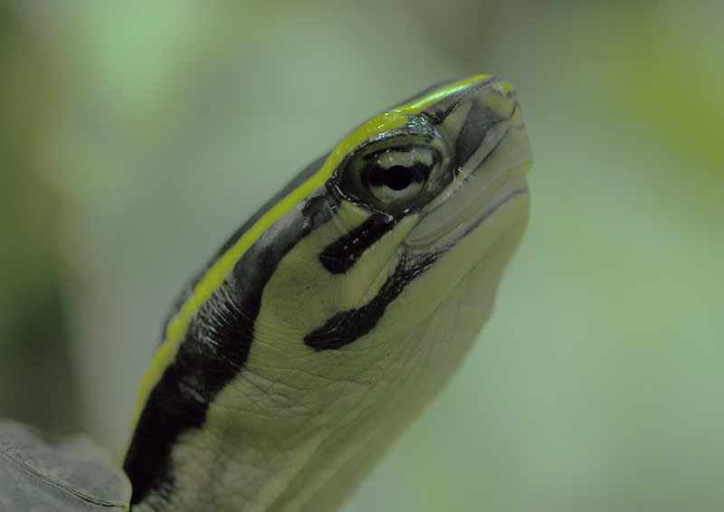 South-east Asian box turtle