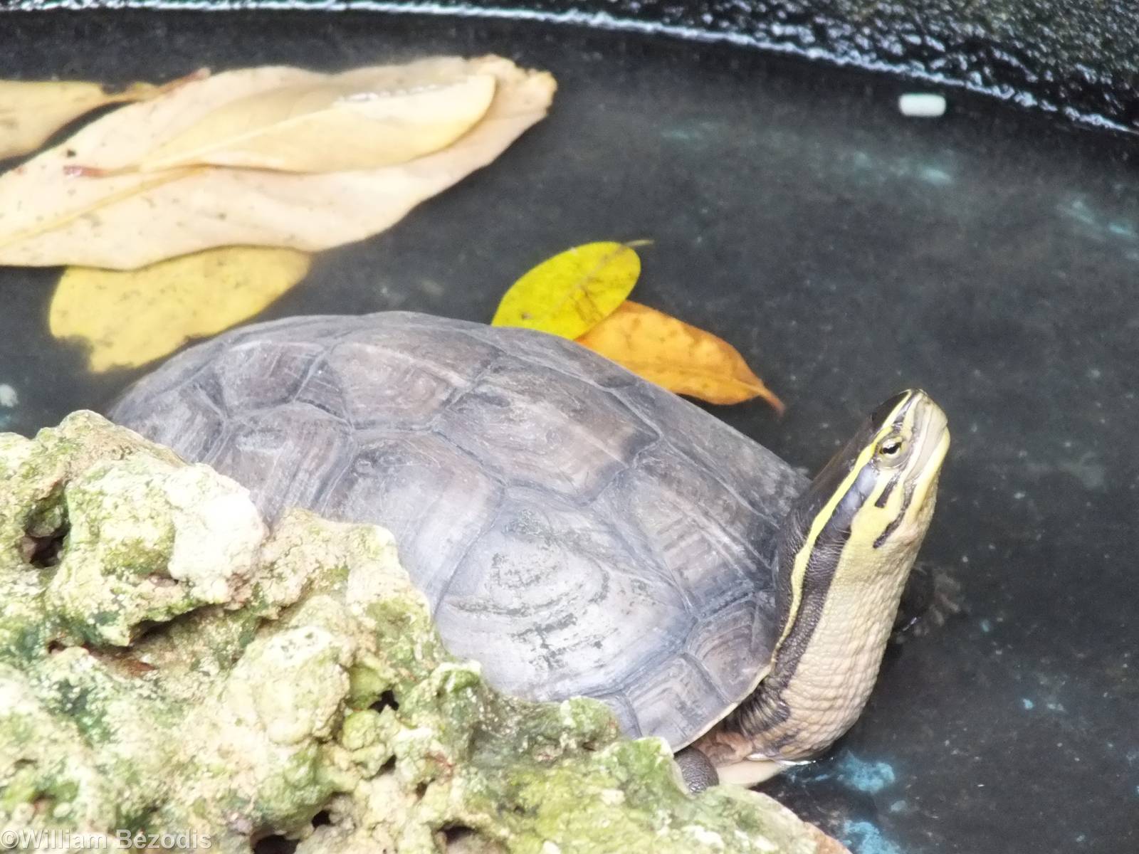 South East Asian Box Turtle